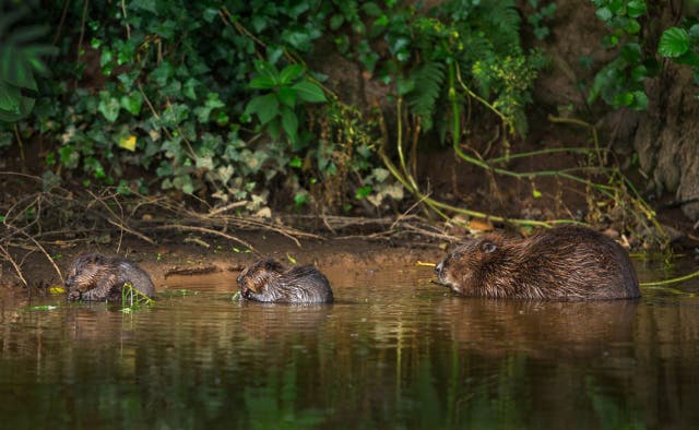 <p>Beavers on the River Otter, Devon</p>
