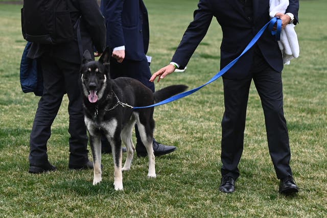 <p>The Bidens dog Major is seen on the South Lawn of the White House in Washington, DC, on March 31, 2021. - First dogs Champ and Major Biden are back at the White House after spending part of the month in Delaware, where Major underwent training after causing a "minor injury"</p>