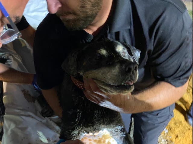 <p>Firefighters in Arlington, Texas, rescue 15-year-old dog Zoey from a storm drain</p>