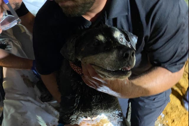 Bomberos en Arlington, Texas, rescatan a la perra Zoey de 15 años de un desagüe pluvial