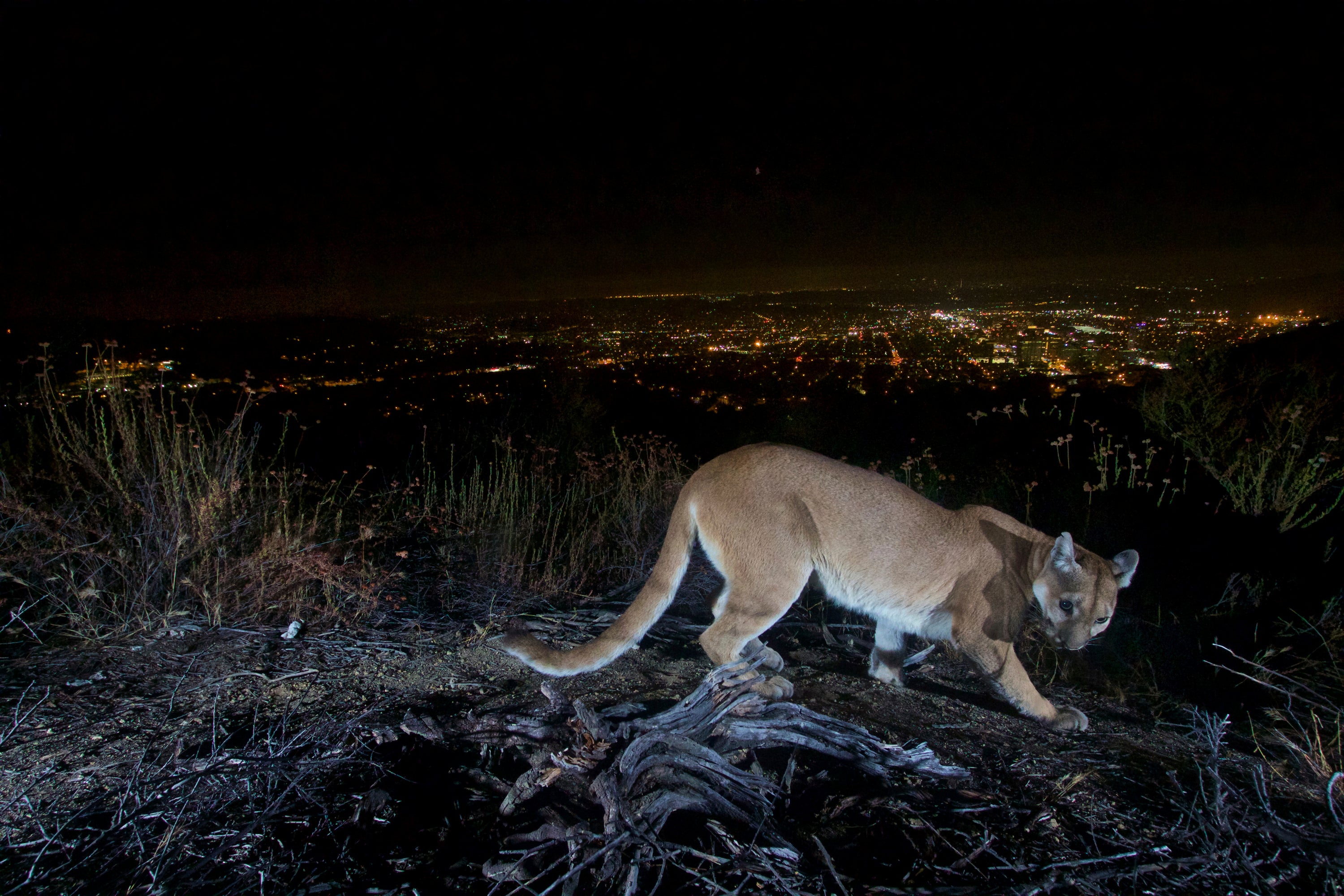 Mother punches mountain lion to save 5-year-old son 