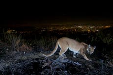 Mother punches mountain lion to save 5-year-old son
