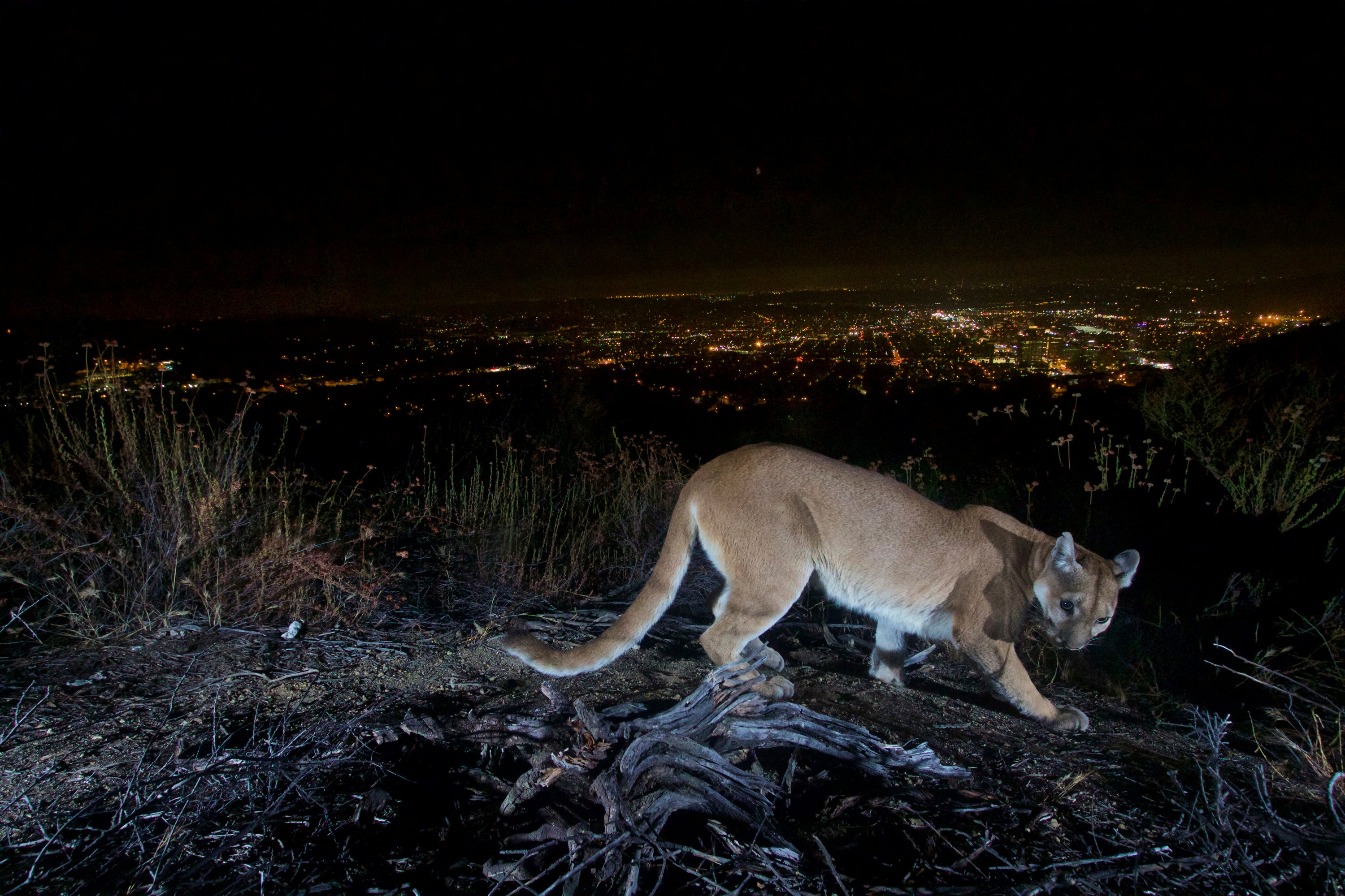 An uncollared adult female mountain lion photographed in 2016 with a motion sensor camera in Los Angeles County