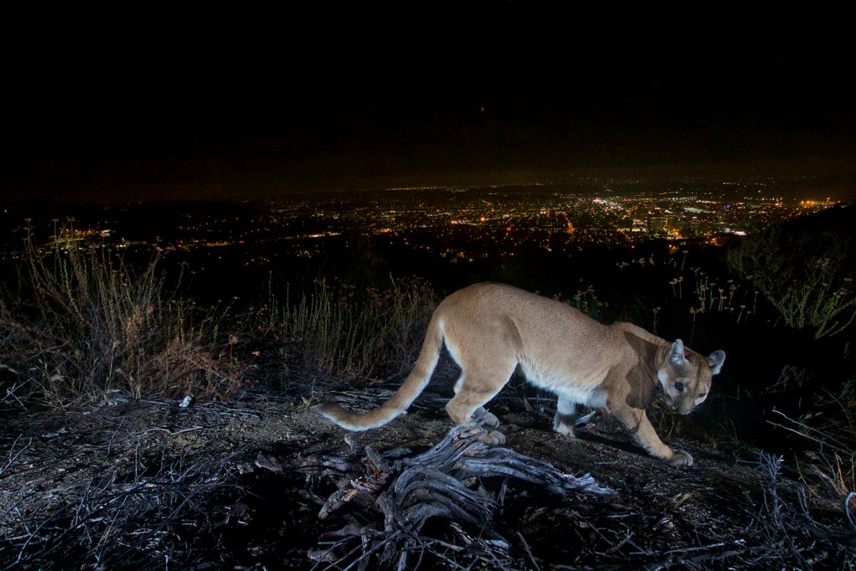 Woman punches and fights off mountain lion to save five-year-old son from attack