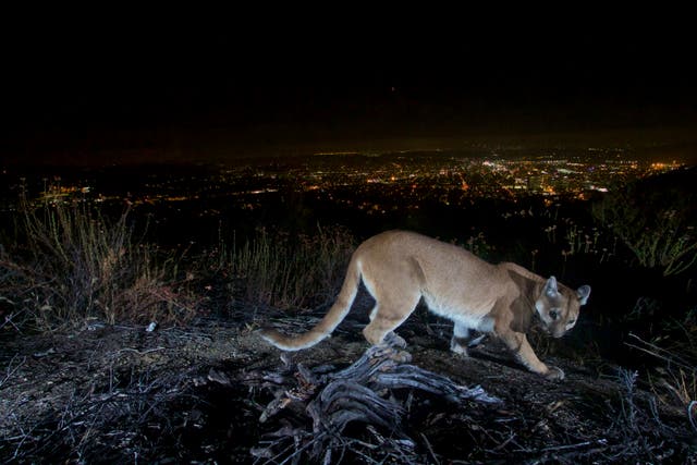 <p>An uncollared adult female mountain lion photographed in 2016 with a motion sensor camera in Los Angeles County</p>