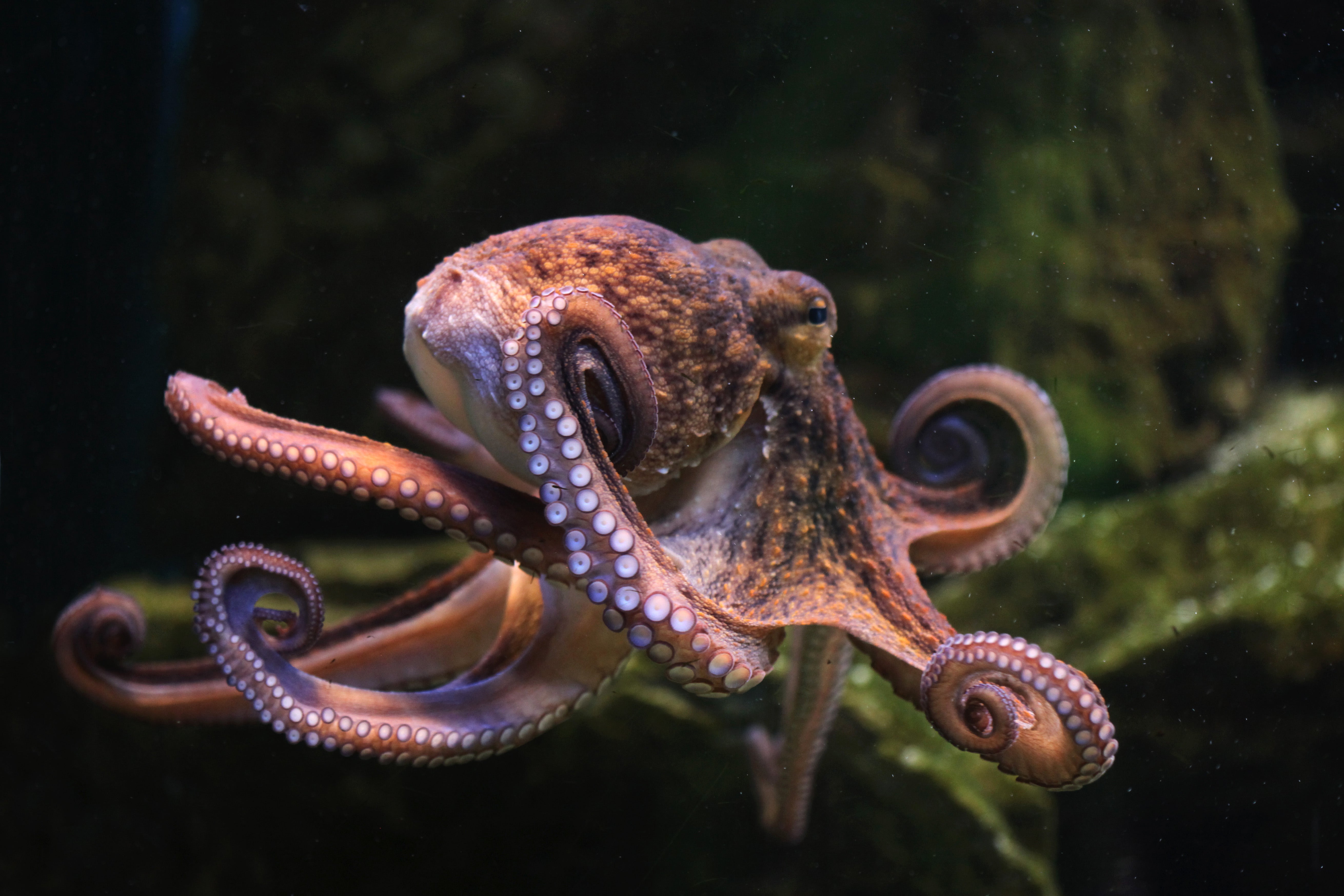 Octopuses which were hit were not observed ‘returning fire’ and throwing back the silt or shells