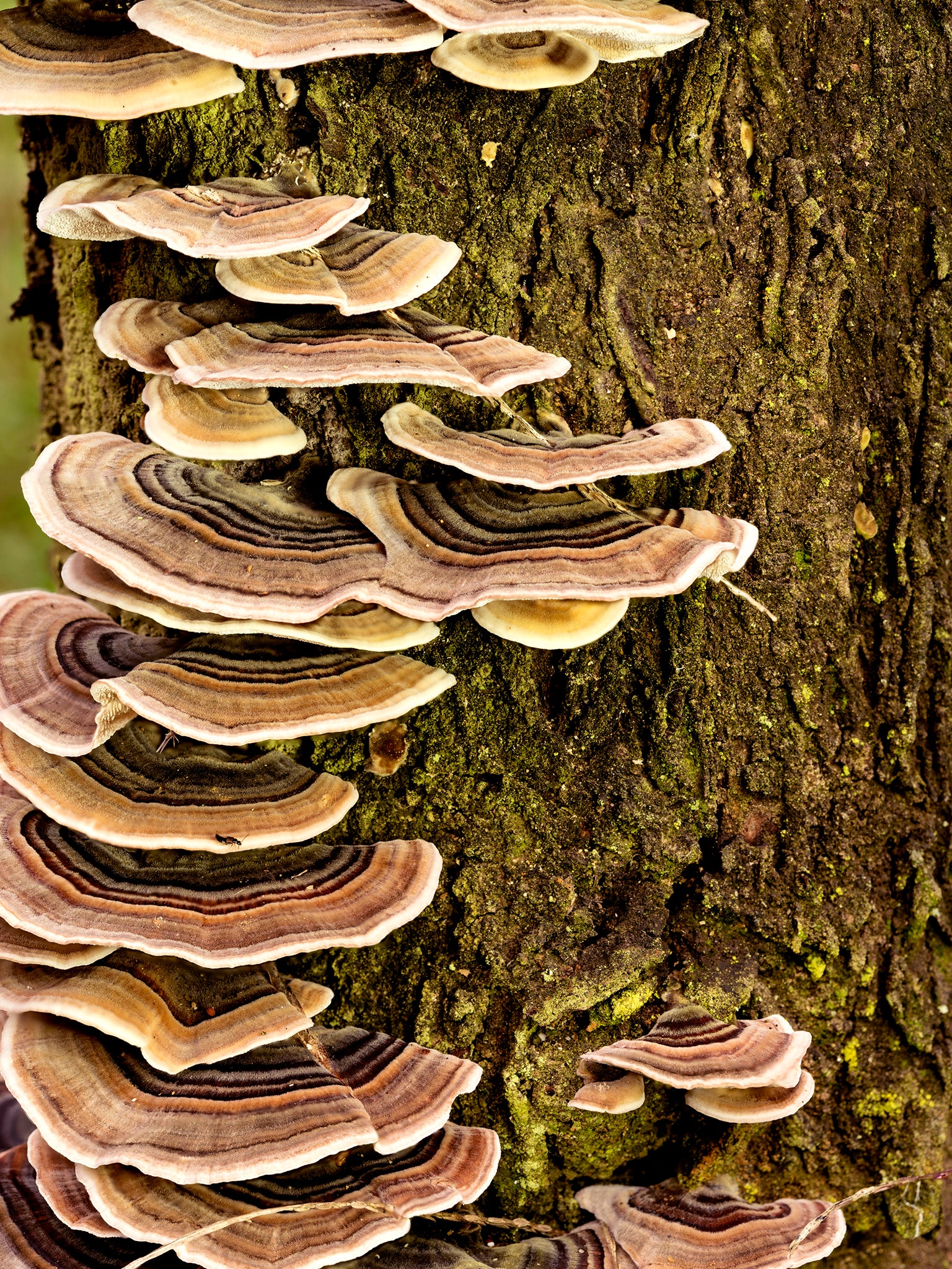 Could fungi prevent future pandemics?