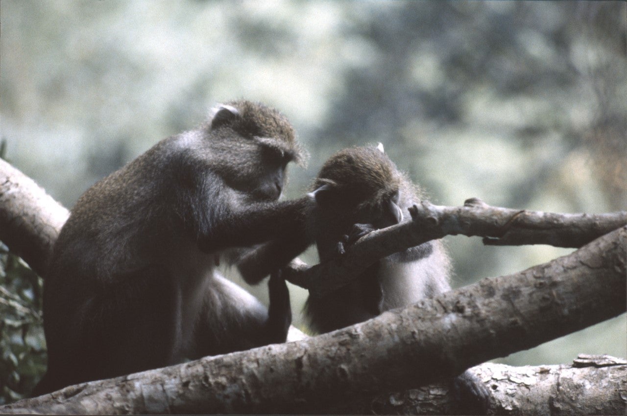 Want to be successful in love and dating? Copying monkeys could help | The  Independent