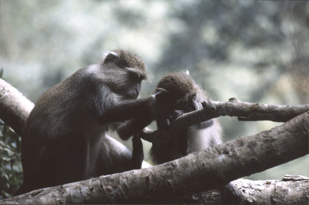 Want to be successful in love and dating? Copying monkeys could help