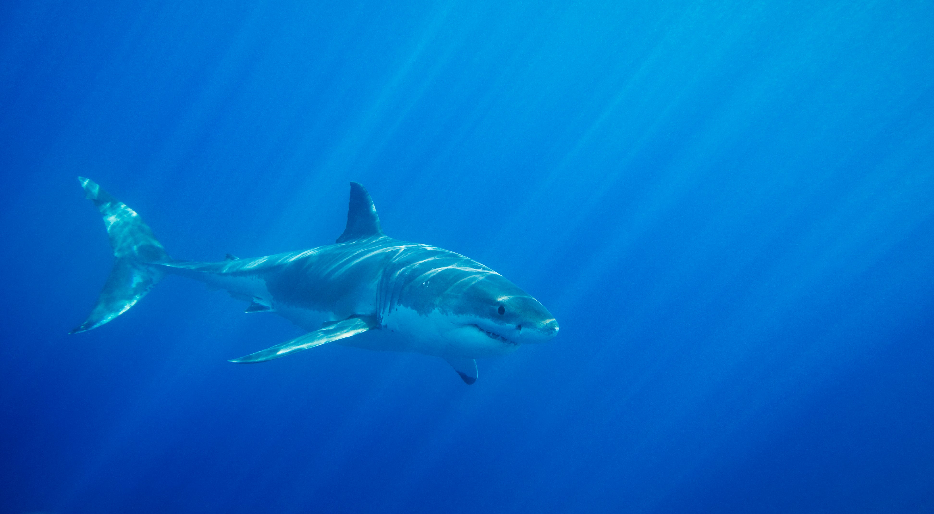 A surfer had an encounter with a great white in the same area several years ago
