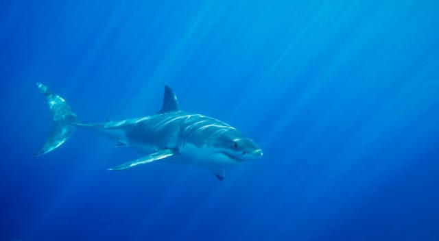 <p>A surfer had an encounter with a great white in the same area several years ago </p>