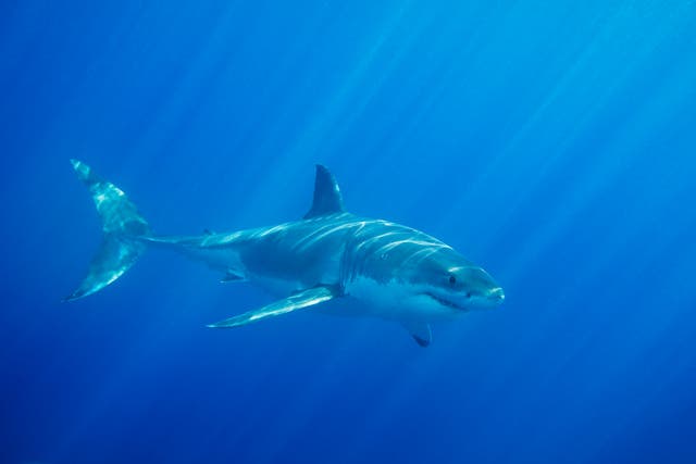 <p>Dangerous shark encounters are extremely rare </p>