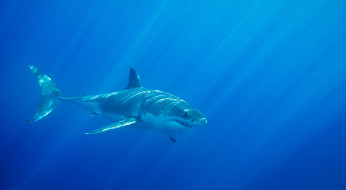 Is climate change to blame for a string of shark attacks across America? It’s complicated