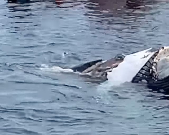 <p>Sharks filmed feeding on dead whale off Cape Cod</p>