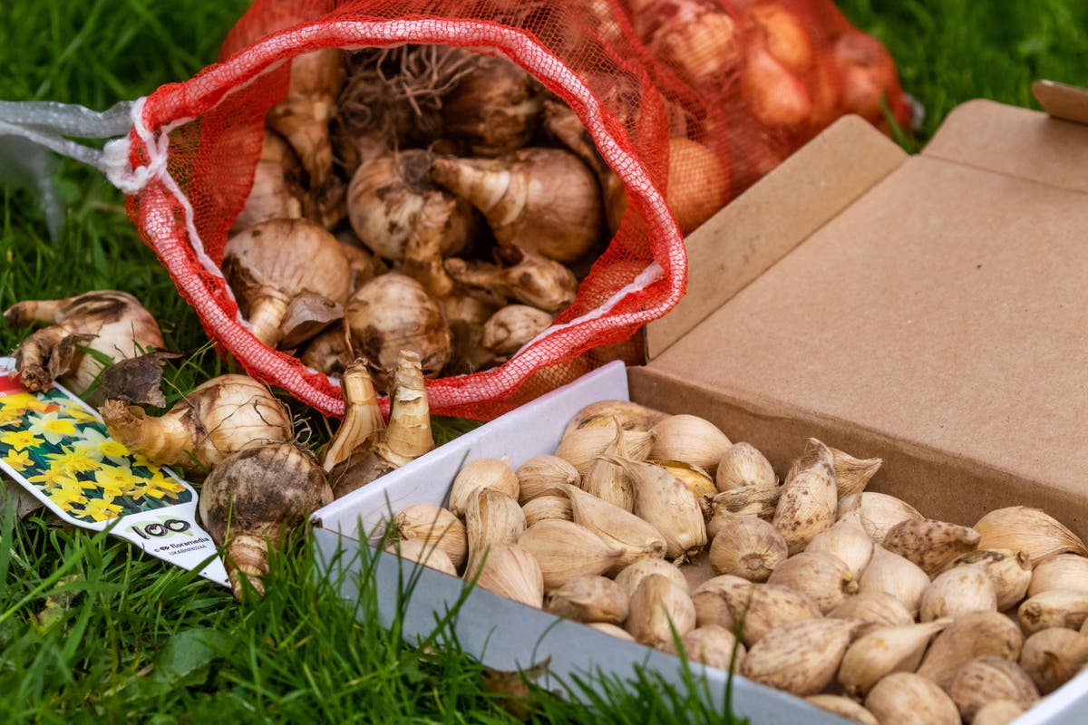 Why do my flower bulbs fail? 8 mistakes you might be making