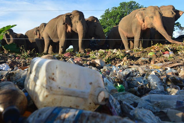 <p>Wild elephants near an electric fence rummages through garbage dumped at an open ground in the village of Digampathana in north-central Sri Lanka</p>