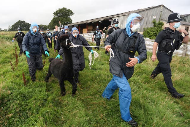 <p>Police and Defra offcials at Geronimo’s farm on Tuesday </p>