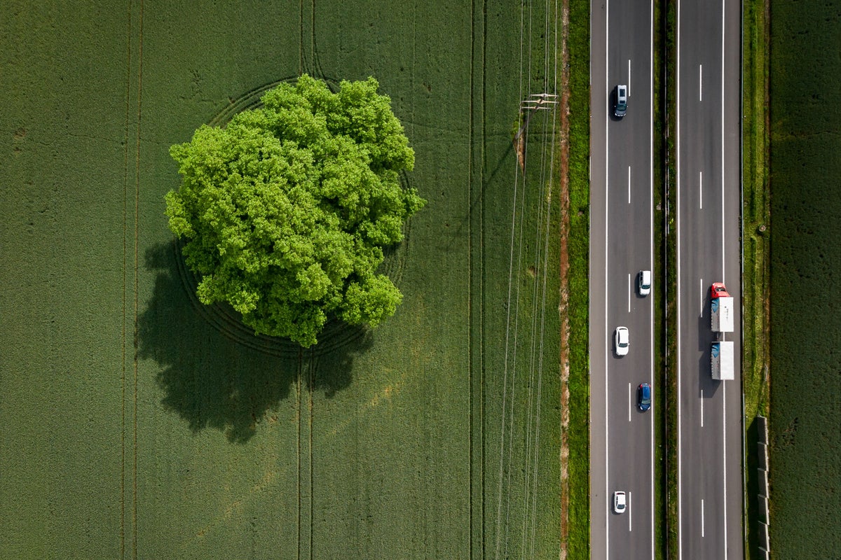 Nearly one third of tree species at risk of extinction | The Independent