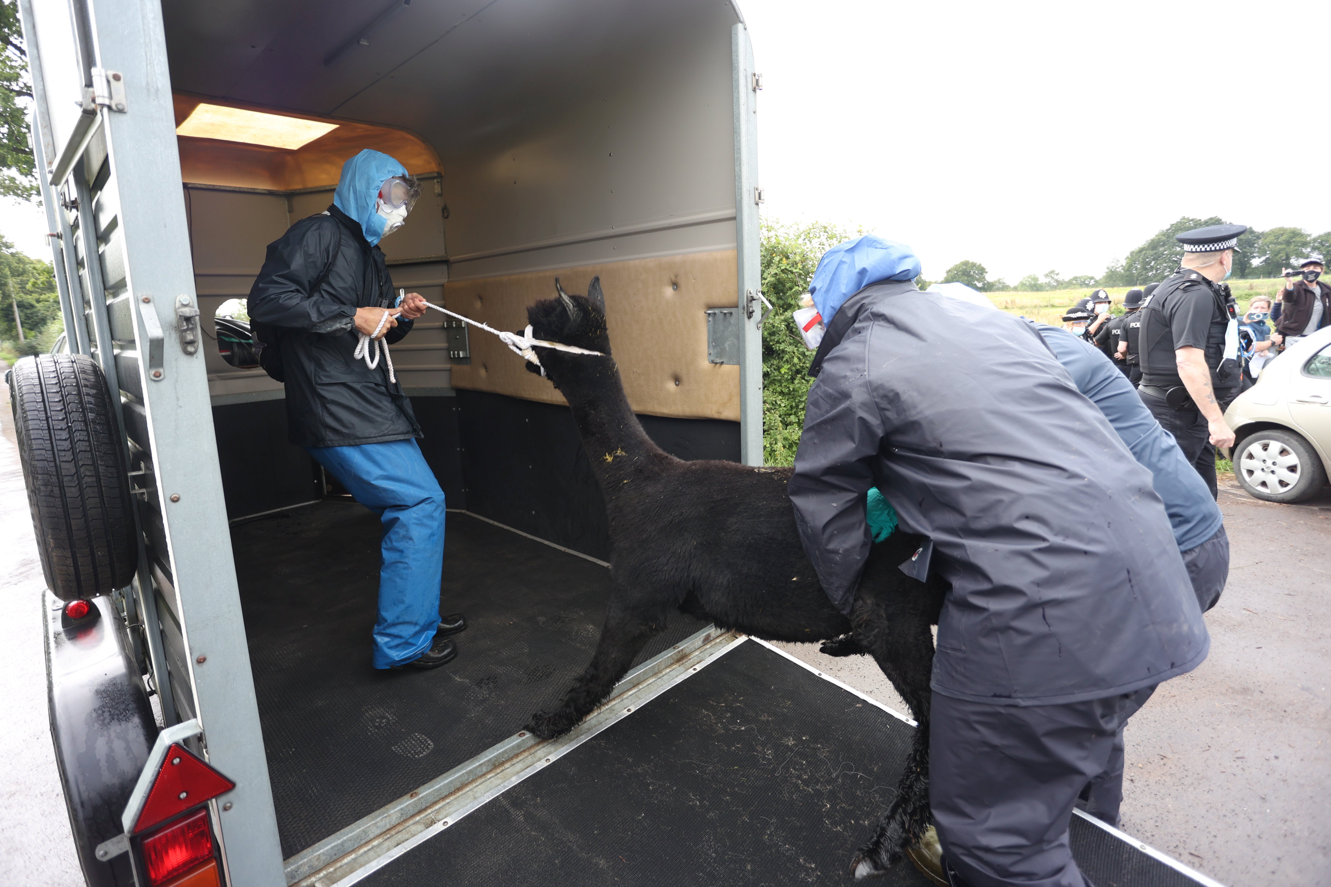 Geronimo is forced into a van this morning by police officers and Defra officials