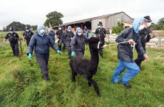 British Alpaca Society condemns ministers over ‘disgraceful’ method used by vets who seized Geronimo