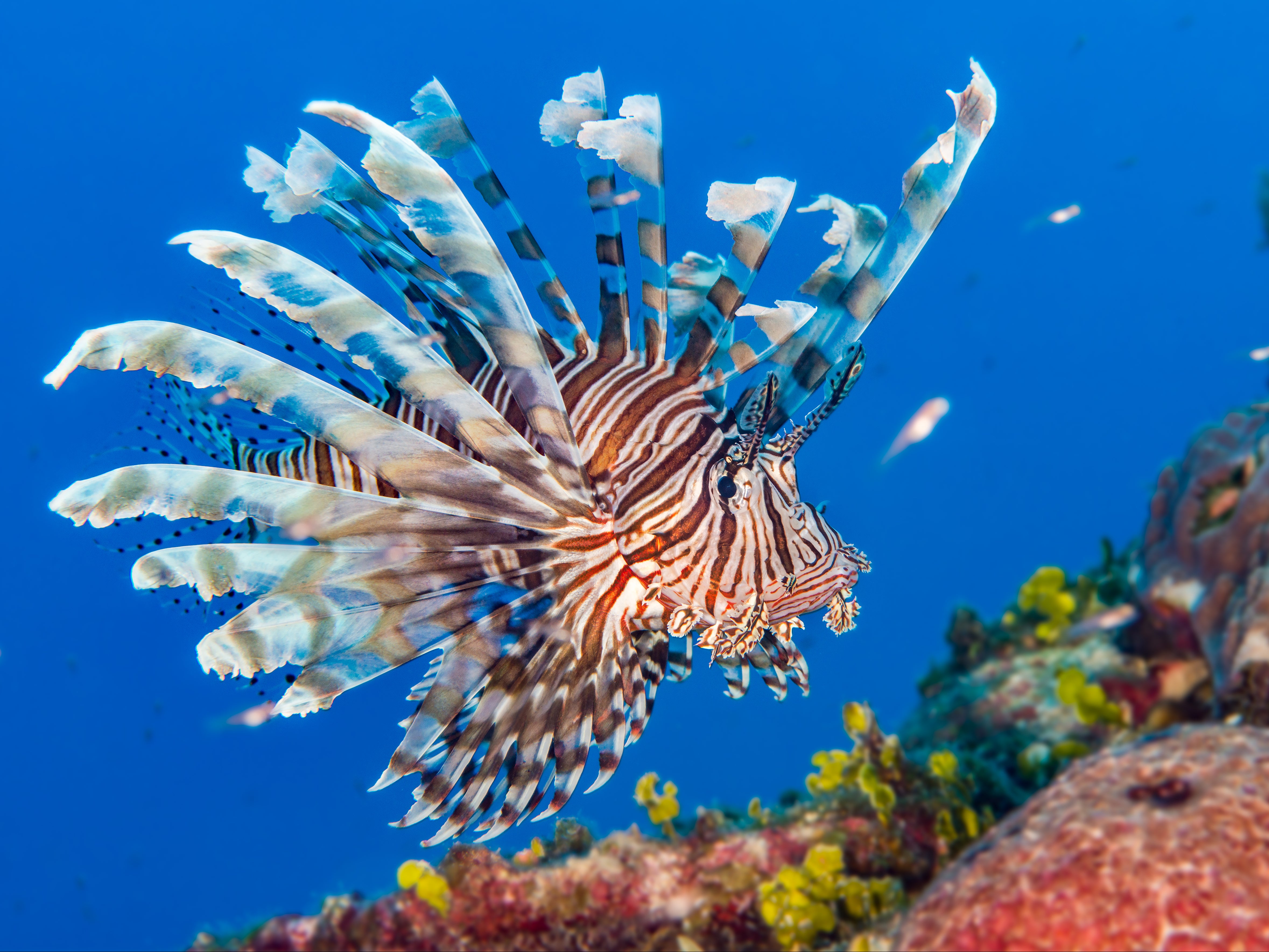 A string of ‘zoochosis’ instances have recently been reported, including a lionfish that was seen floating abnormally
