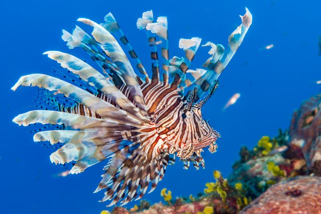 <p>A string of ‘zoochosis’ instances have recently been reported, including a lionfish that was seen floating abnormally</p>