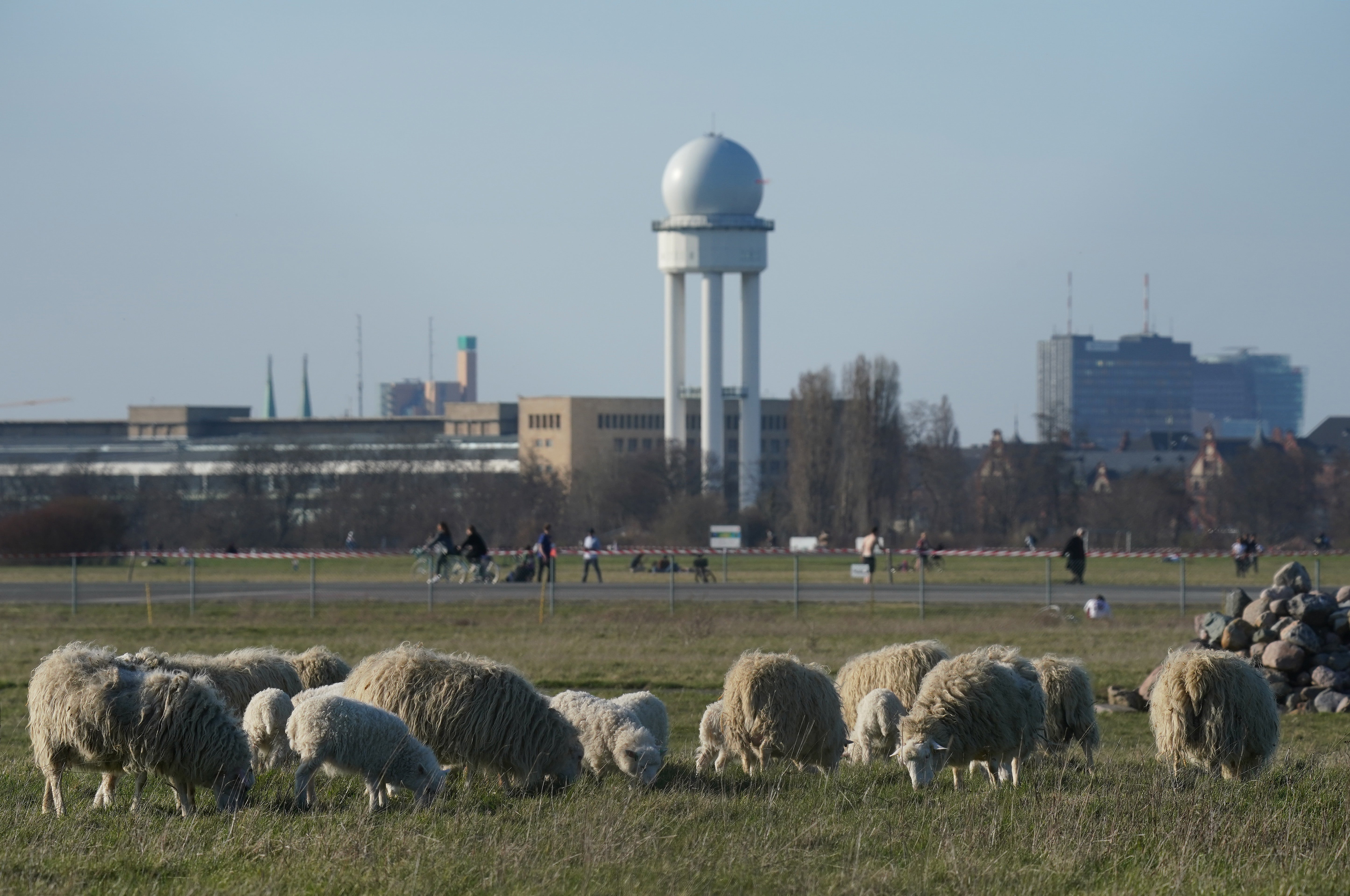 More green spaces: Skudde sheep graze at Tempelhofer Feld, the public park that was once Tempelhof Airport