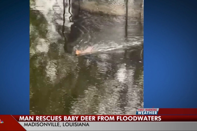 <p>Daniel Fears has taken in a baby deer that swam to his house after the flooding in Louisiana  </p>