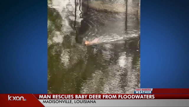 <p>Daniel Fears has taken in a baby deer that swam to his house after the flooding in Louisiana  </p>