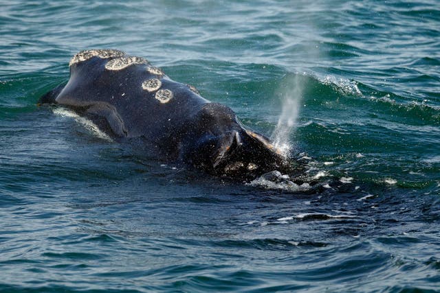 <p>Right Whale Protection</p>