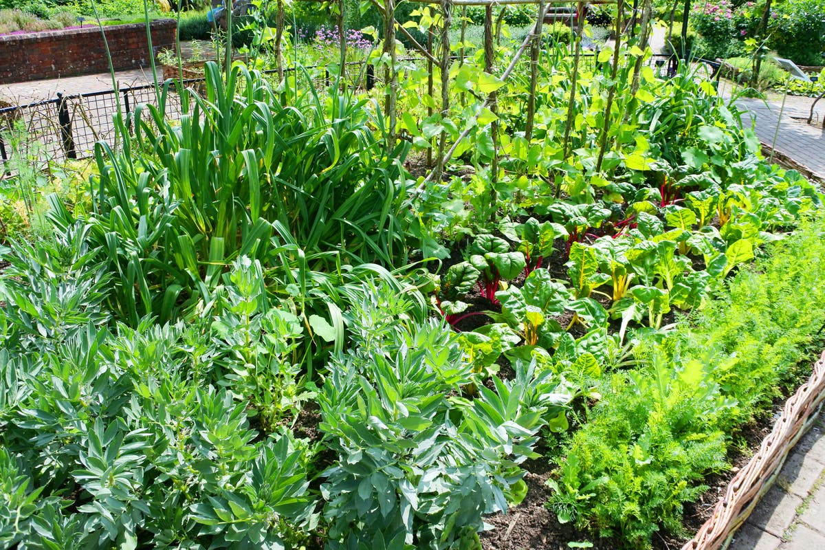 Organic September: 6 simple swaps to help you become a planet-friendly gardener