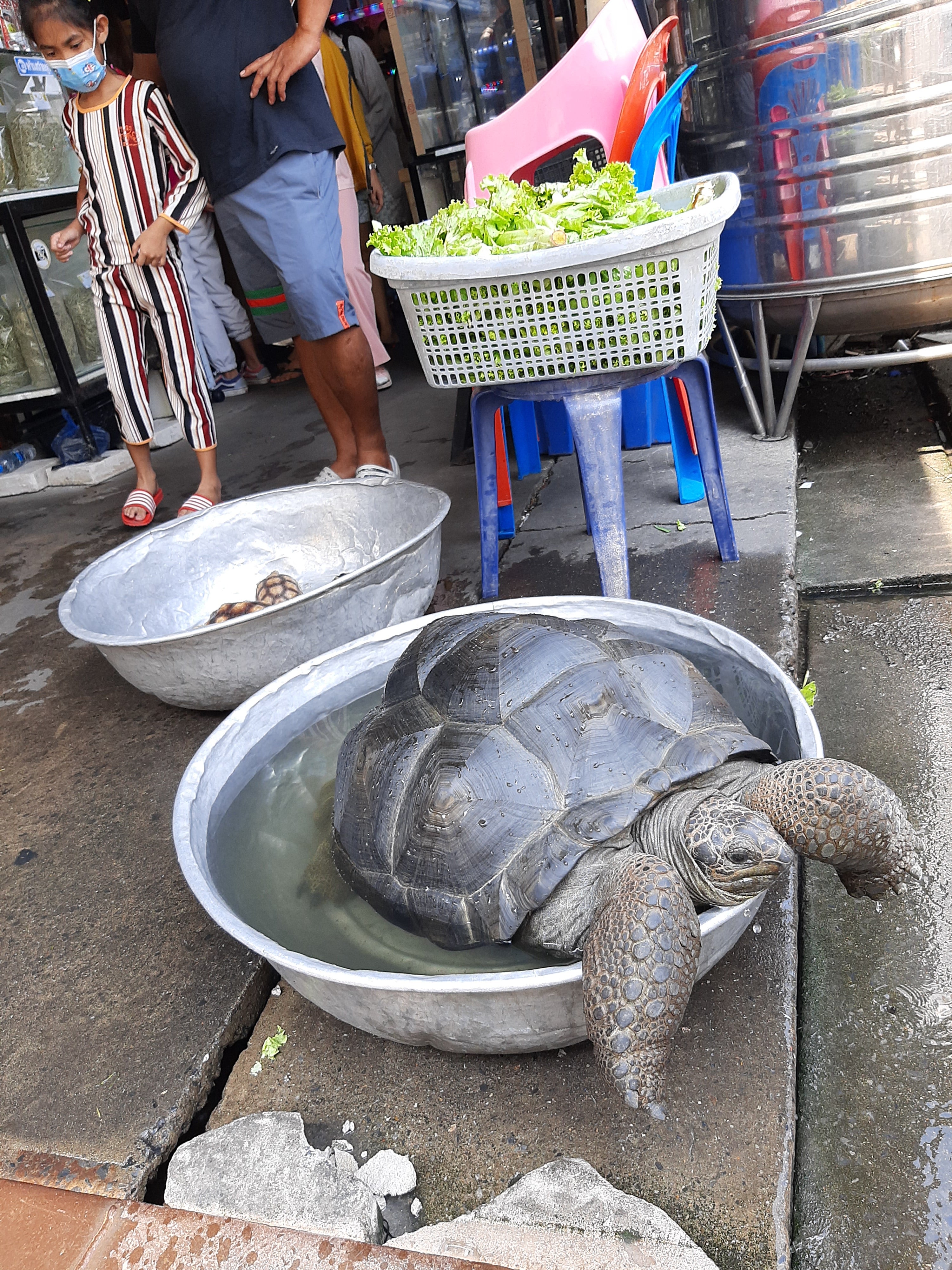 Seychelle giant land tortoise at an animal market in Bangkok