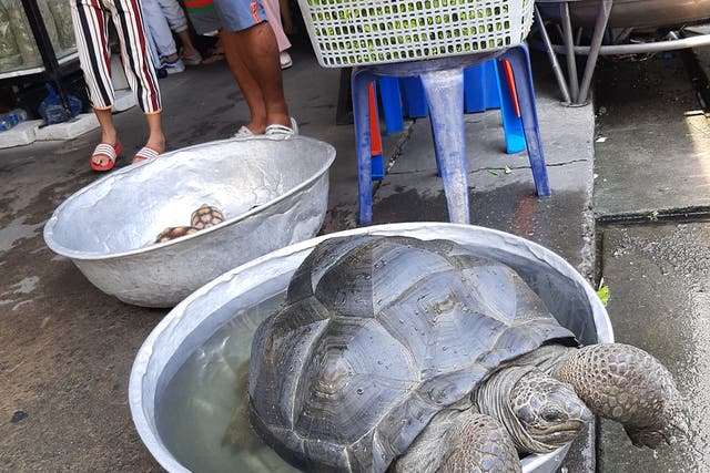 <p>Seychelle giant land tortoise at an animal market in Bangkok </p>