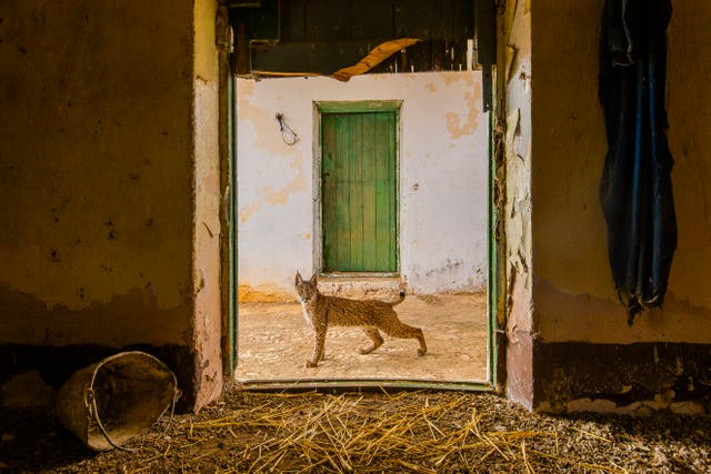 <p>Among them is Sergio Marijuán’s young Iberian lynx framed in the doorway of an abandoned hayloft</p>