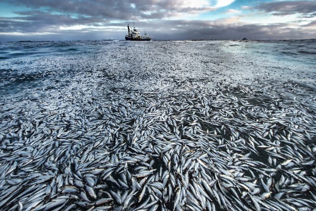 Net loss by Audun Rikardsen (Audun Rikardsen/Wildlife Photographer of the Year)