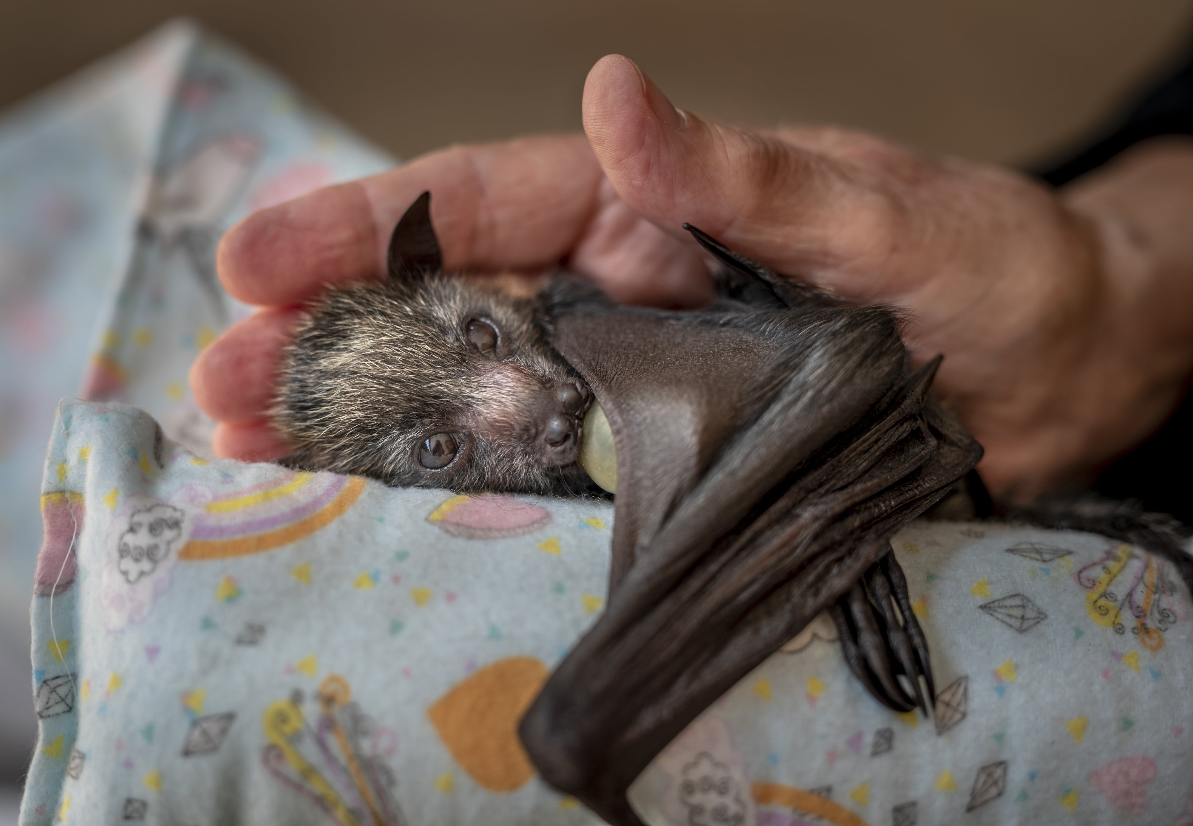 A caring hand by Douglas Gimsey (Douglas Gimesy/Wildlife Photographer of the Year)