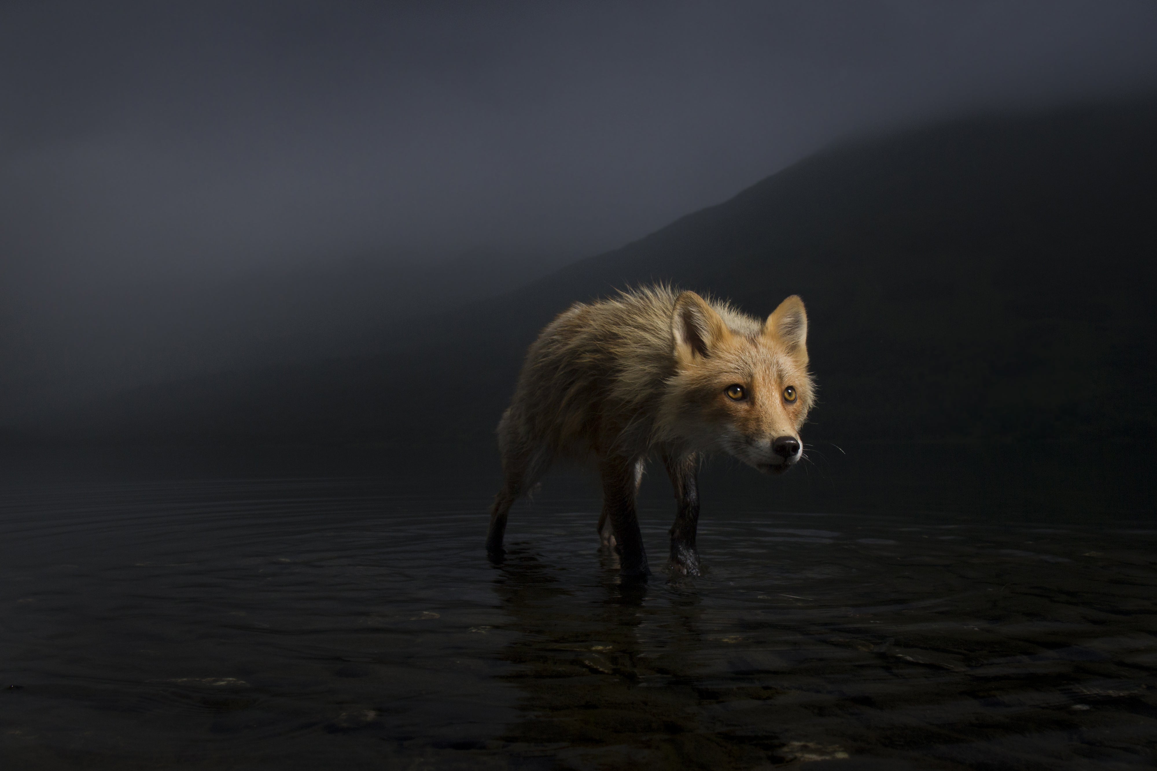 Storm fox by Jonny Armstrong (Jonny Armstrong/Wildlife Photographer of the Year)