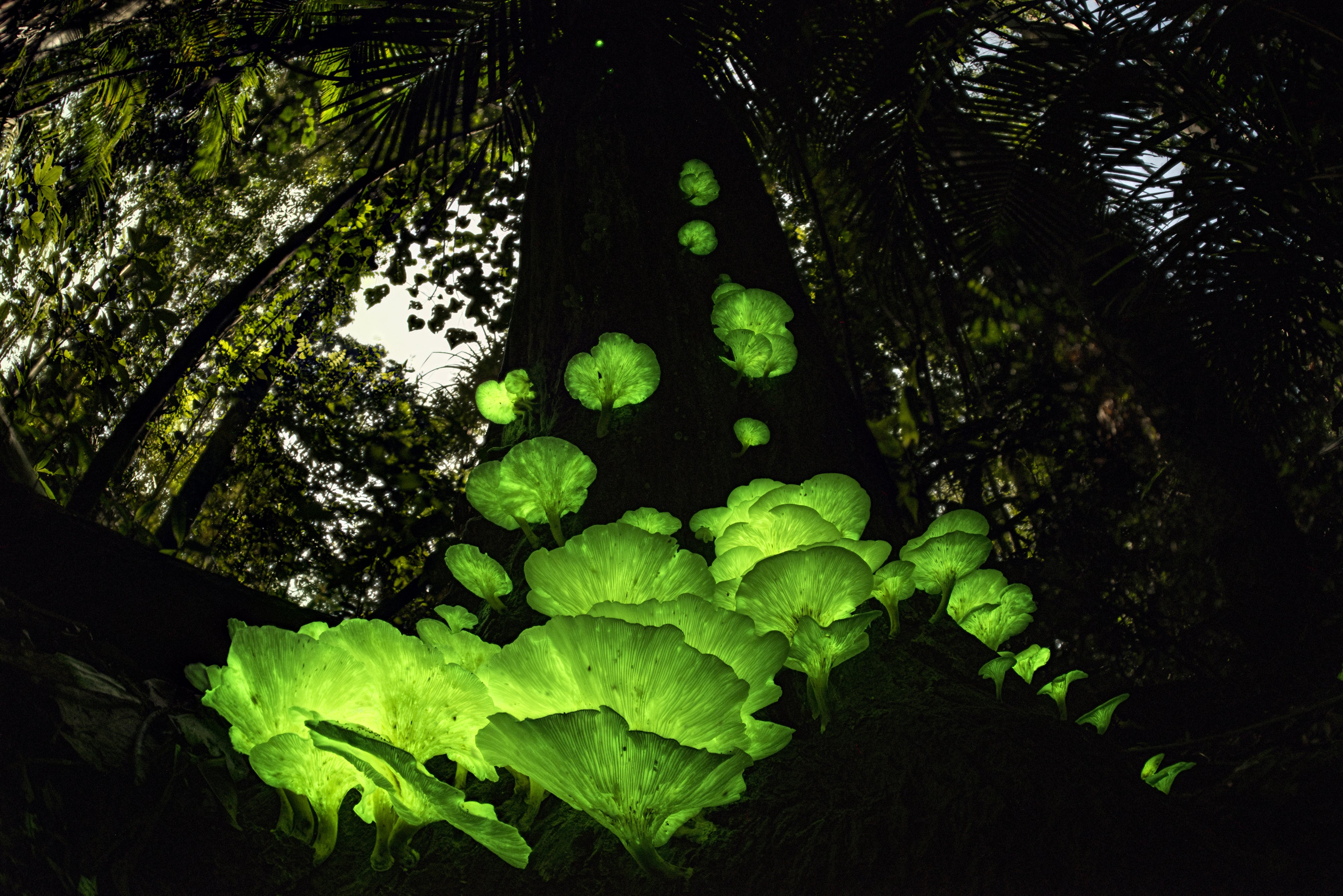 Mushroom magic by Juergen Freund (Juergen Freund/Wildlife Photographer of the Year)