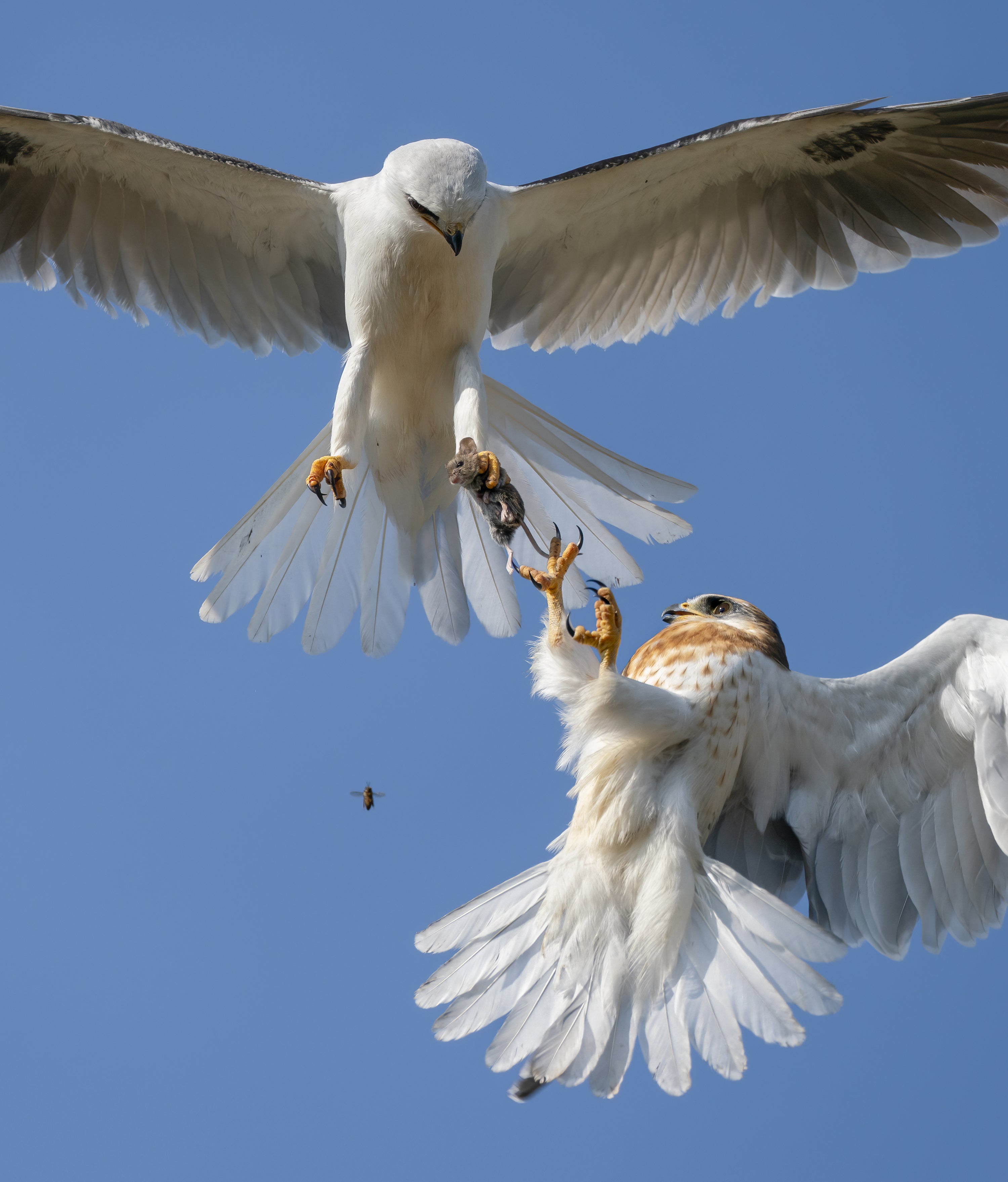 Up for grabs by Jack Zhi (Jack Zhi/Wildlife Photographer of the Year)