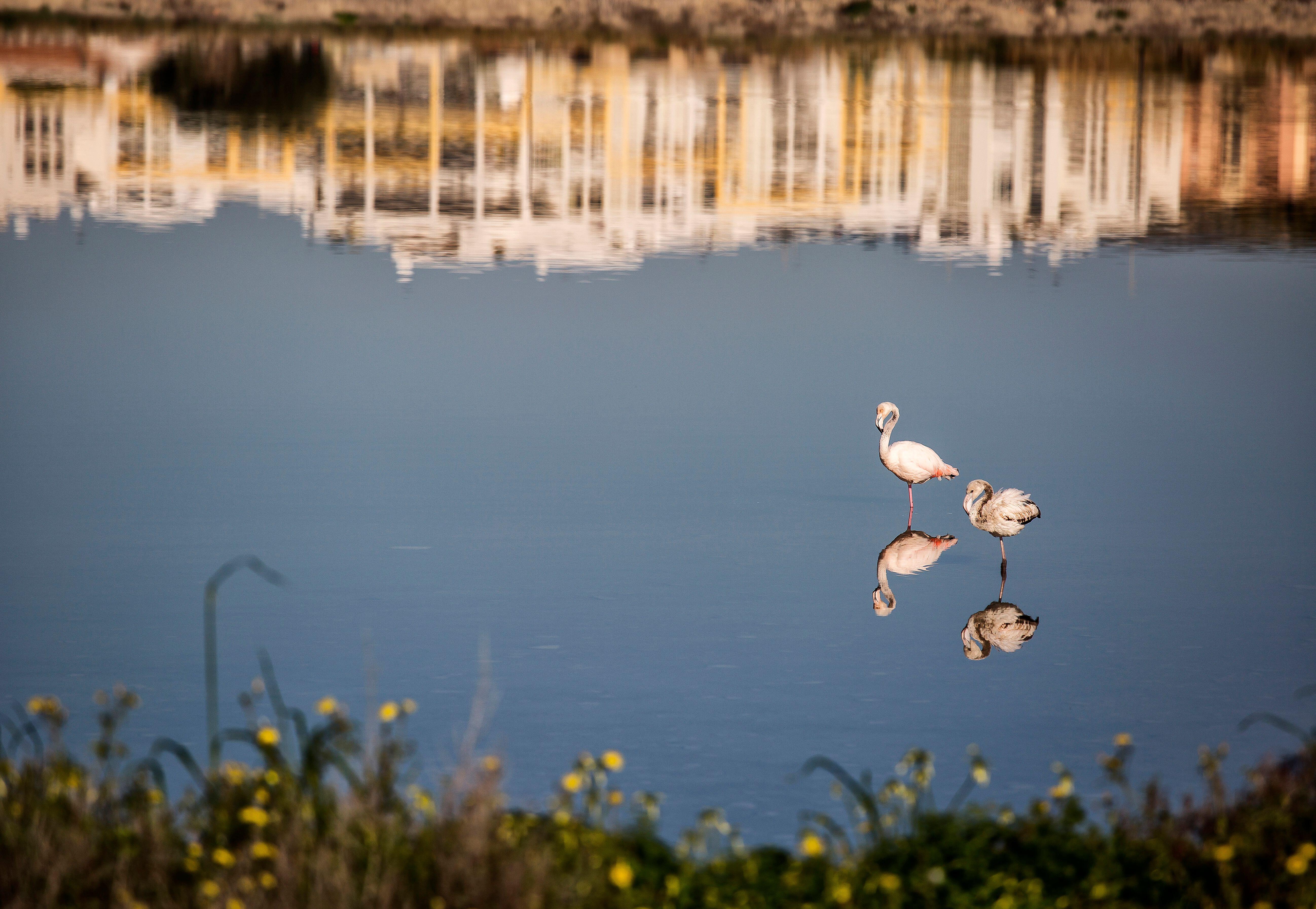 Flamingos nest in the salt pans outside Cagliari (Alamy/PA)