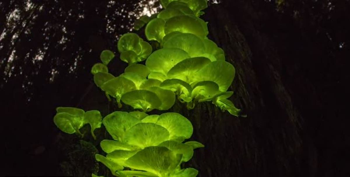 Amazing photo of ‘ghost fungus’ captured on mushrooms in Australia