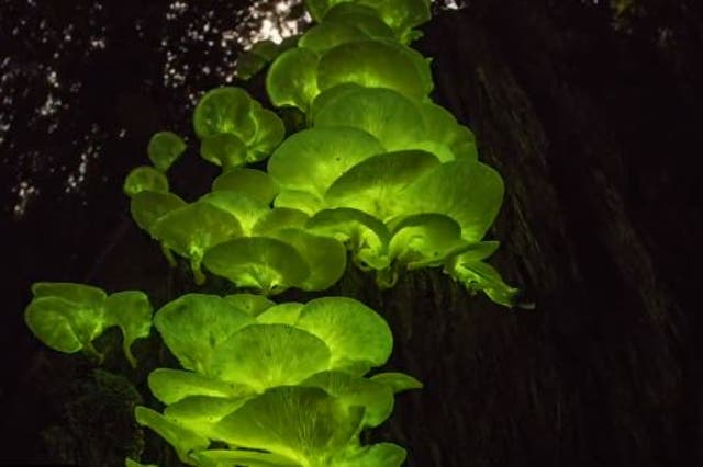 <p>Screengrab of photojournalist Juergen Freund’s ‘ghost mushrooms’ entry to the Wildlife Photographer of the Year contest</p>