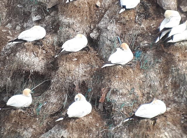 <p>Gannets on Fair Isle in Scotland, with green and blue plastic debris clearly visible</p>