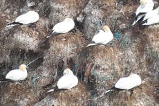 Growing level of plastic in sea birds’ nests highlights worsening ocean pollution