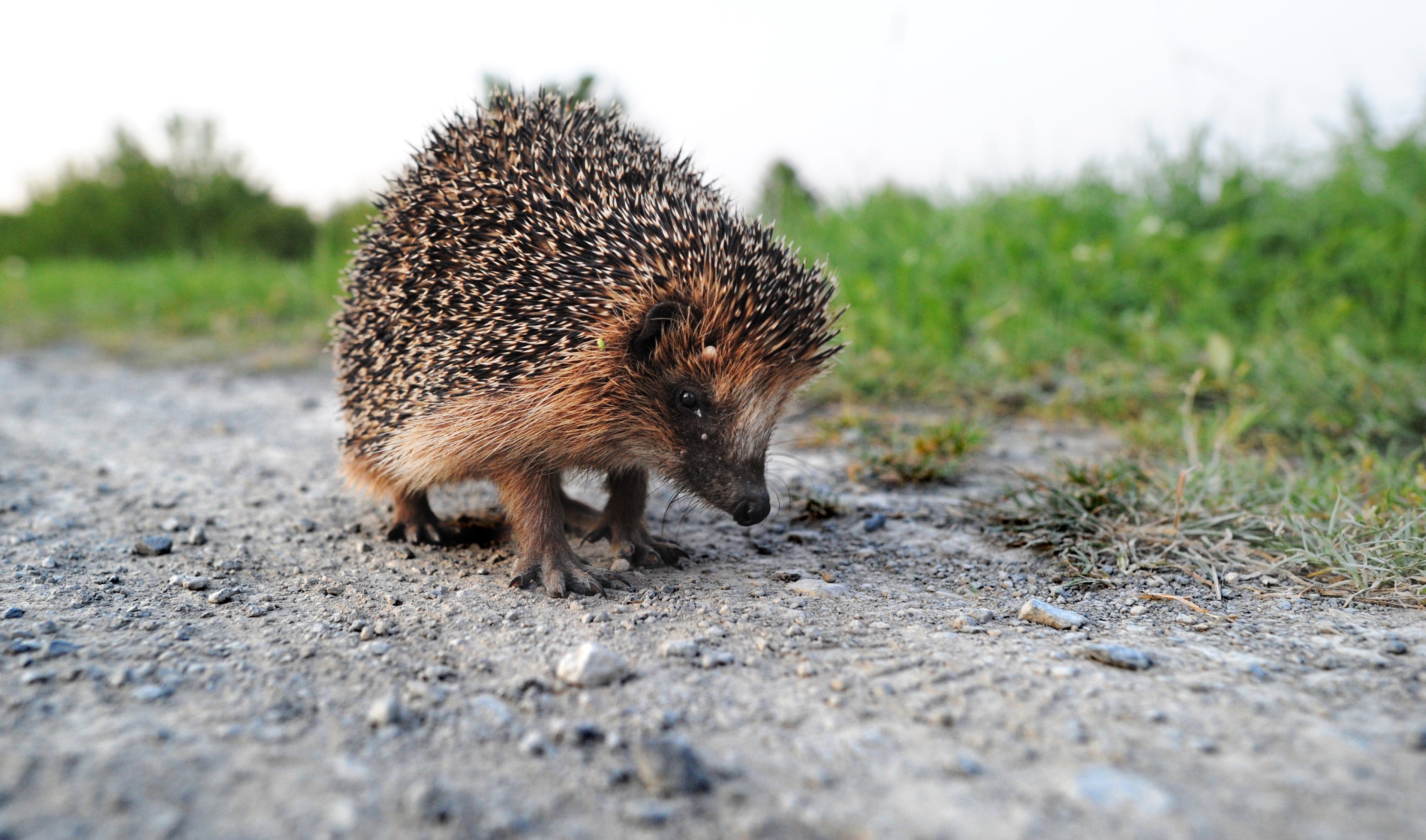 The UK is one of the most nature-depleted countries in the world