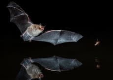 Bats, butterflies and bumblebees threatened by an ‘extinction catastrophe waiting to happen in next decade’
