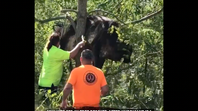 <p>A cow was rescued from a tree after flooding consumed some parts of Louisiana after Hurricane Ida </p>