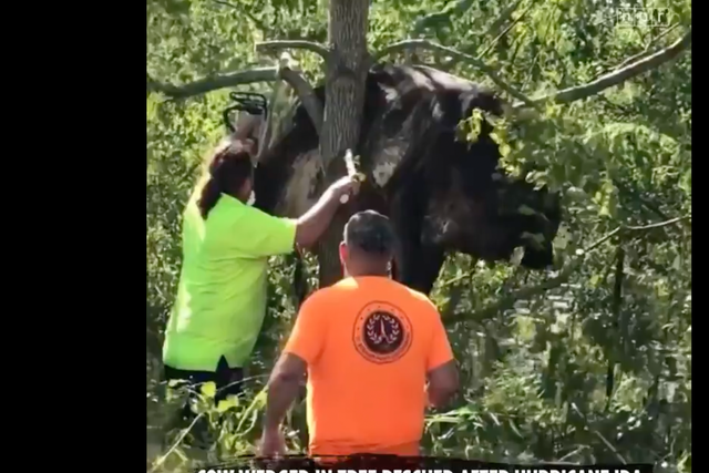<p>A cow was rescued from a tree after flooding consumed some parts of Louisiana after Hurricane Ida </p>