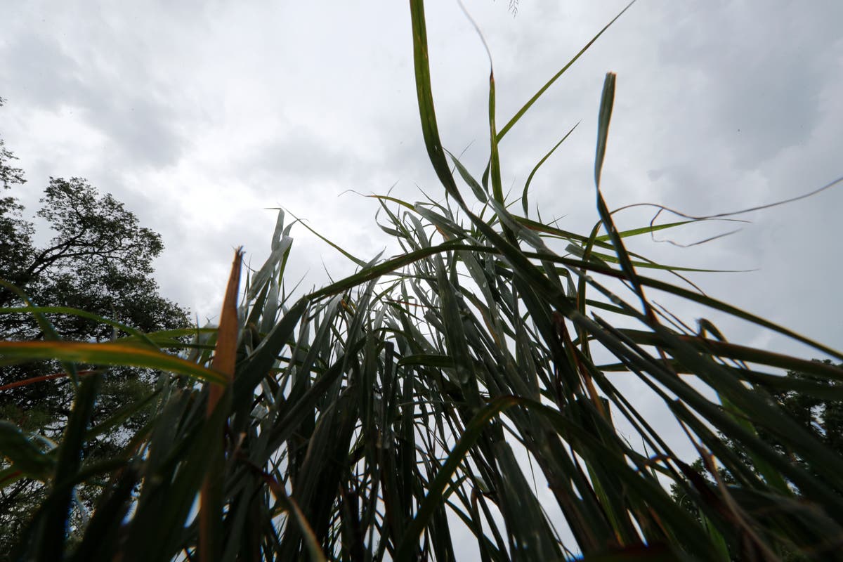 EXPLAINER: How wetlands can help buffer Louisiana storms