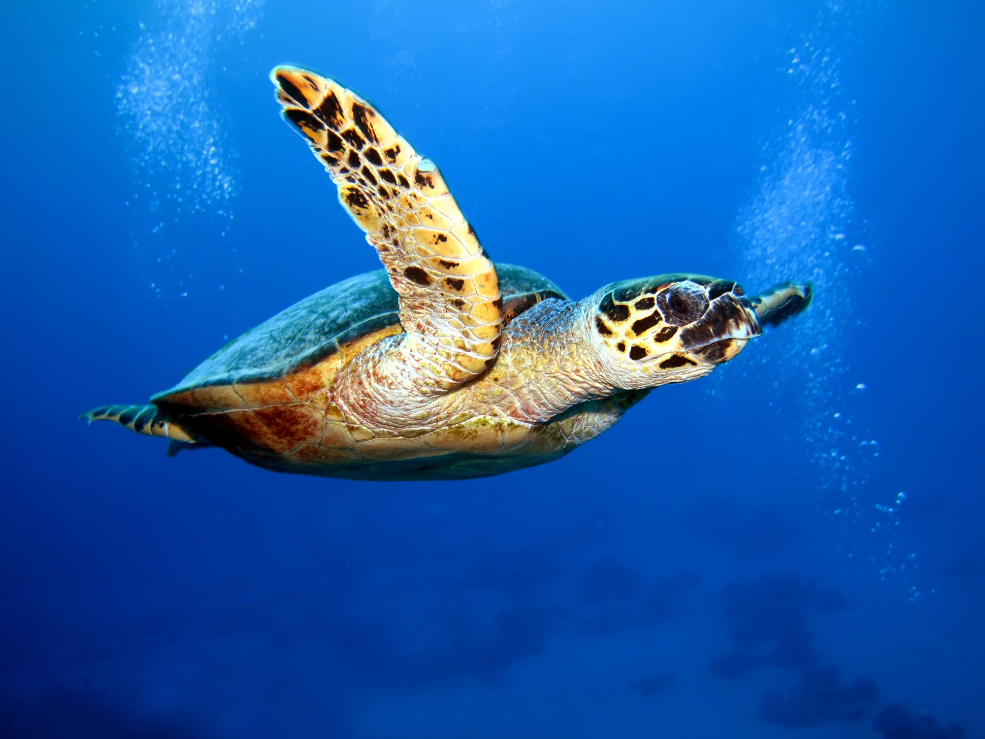 Ras Baridi is home to hawksbill and green turtles